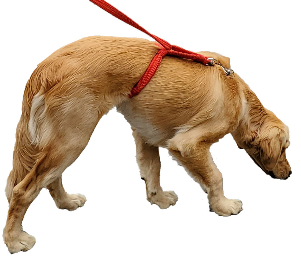 The Satori Premium No Pull Dog Leash™️ – Satori Pets